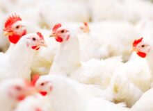 Carnea de pui din comerț: mituri și adevăruri despre hormoni și antibiotic