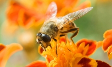 Tratamentul cu venin de albine