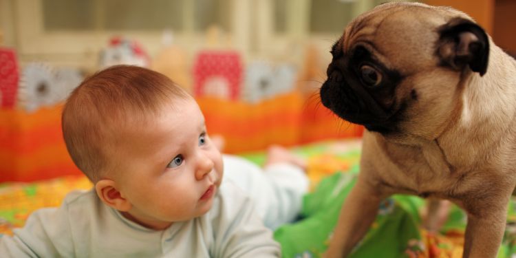 semne de alarma pentru impetigo, cat dureaza impetigo, unguent cu antibiotic pentru impetigo, cum arata impetigo, vaccin impotriva impetigo, impetigo lasa cicatrici, se poate lua impetigo de la animale,