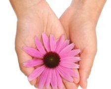 Echinacea stimuleaza sistemul imunitar si previne infectiile virale