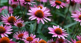 Echinacea stimuleaza sistemul imunitar si previne infectiile virale