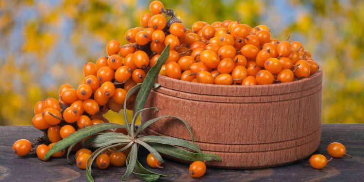 catina alba, beneficii catina alba, proprietati terapeutice catina alba, catina alba vitamine si minerale, catina alba si imunitatea, catina alba efect antioxidant, catina alba pentru inima, catina alba si ficatul, catina alba digestie, catina alba glicemie, catina alba beneficii pentru piele si par, catina alba combate oboseala, cum se consuma catina alba, precautii si contraindicatii pentru catina alba, catina alba versus catina normala,