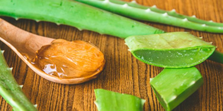 aloe vera
