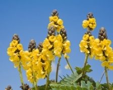 Senna: laxativ, detoxifiant, purgativ natural
