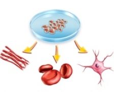 Program de stocare gratuita a celulelor stem si in Romania