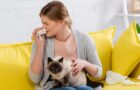 Alergia la pisici, simptome și management