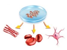 Premiera! Au fost clonate celule stem de la adulti