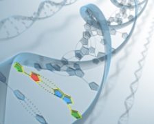 Telomerii si telomeraza – rolul lor in organism