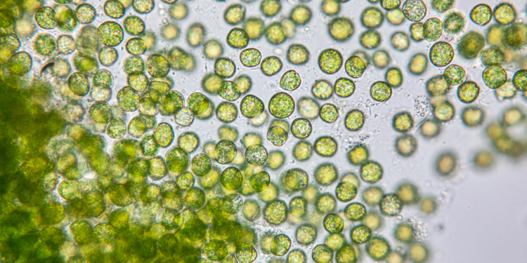 alga chlorella, pudra chlorella, beneficii chlorella, administrate chlorella,