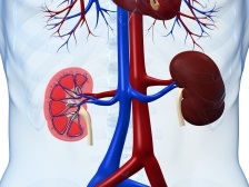 Sanatatea rinichilor