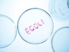 Ce trebuie sa stiti despre bacteria E. coli