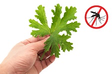 plante insecte 2