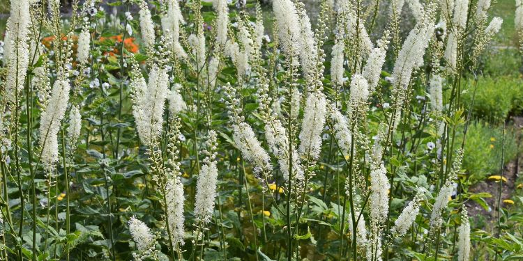 remedii menopauza, tratamente alternative menopauza, simptome menopauza, remedii homeopate pentru menopauza, Actaea racemosa