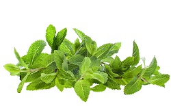 flatulenta secundara