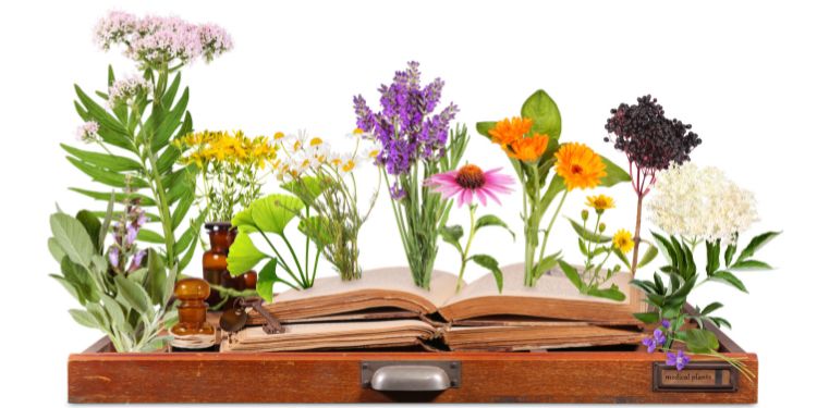 plantele medicinale pentru insomnie, remedii naturiste pentru insomnie precautii,