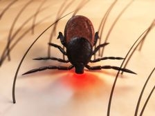 Un gel pe baza de antibiotic impotriva bolii Lyme