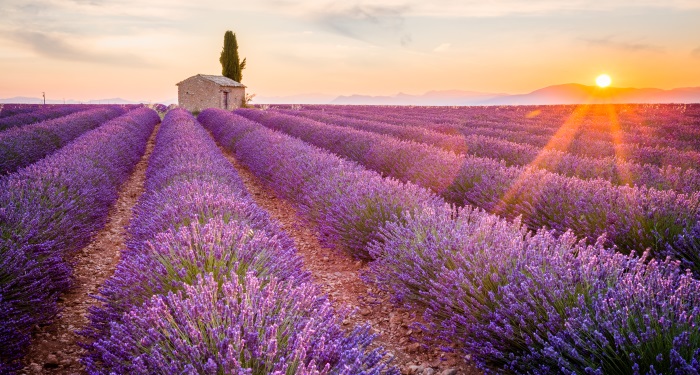 secundara_plante_anxietate_inainte de LAVANDA