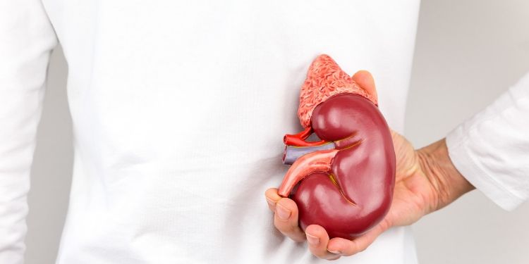 Anatomia rinichiului