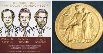 Trei cercetători au câştigat Premiul Nobel pentru Medicină 2019