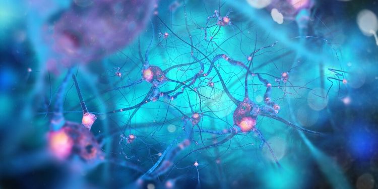 Unii neuroni au capacitatea de a se regenera