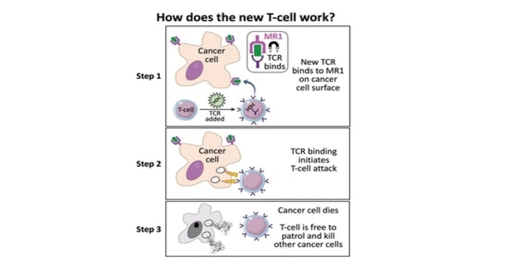 nou tratament cancer, celule T, terapie cancer, cancer,