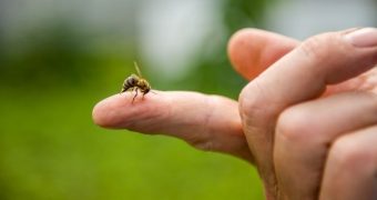 Veninul albinelor ucide celulele cancerului mamar