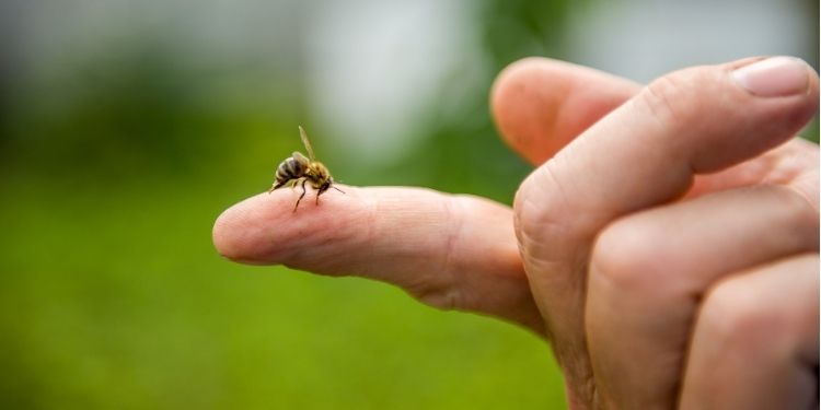 Veninul albinelor ucide celulele cancerului mamar