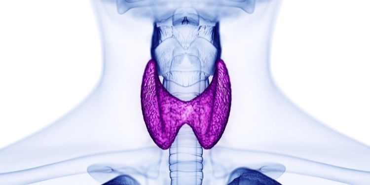Ce trebuie să ştim despre tiroidita Hashimoto