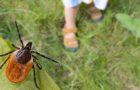 4 tipuri de căpușe ce transmit boli periculoase la om. Cum le putem recunoaște