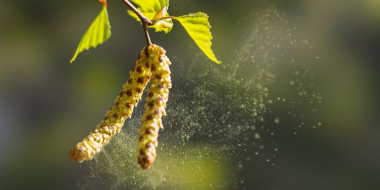 complicatiile unei alergii oculare, sfaturi alergie oculara,