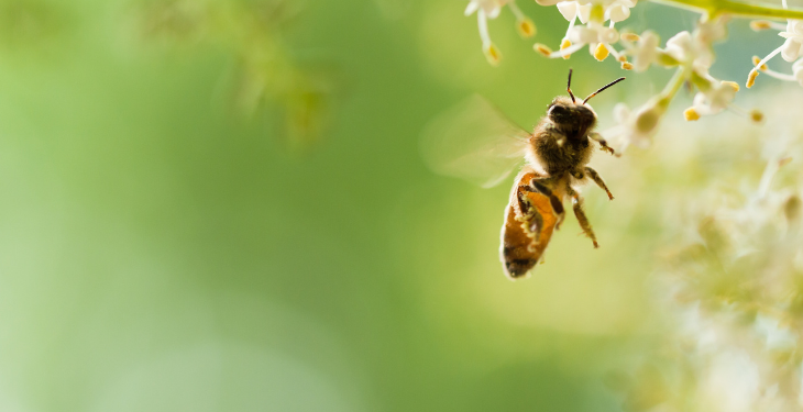 beneficii polen, contraindicatii polen, tratament polen, cura polen, ce vindeca polenul, tratament naturist cu polen, 