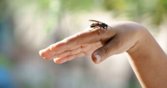 Înțepătura de viespe, management și proceduri de urgență