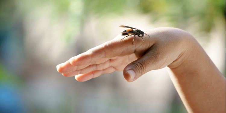 Înțepătura de viespe, management și proceduri de urgență