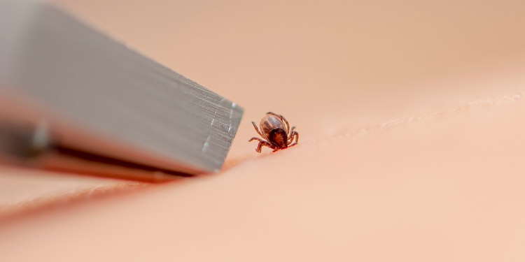 capusa, muscatura de capusa, boala lyme, tratament muscatura capusa,