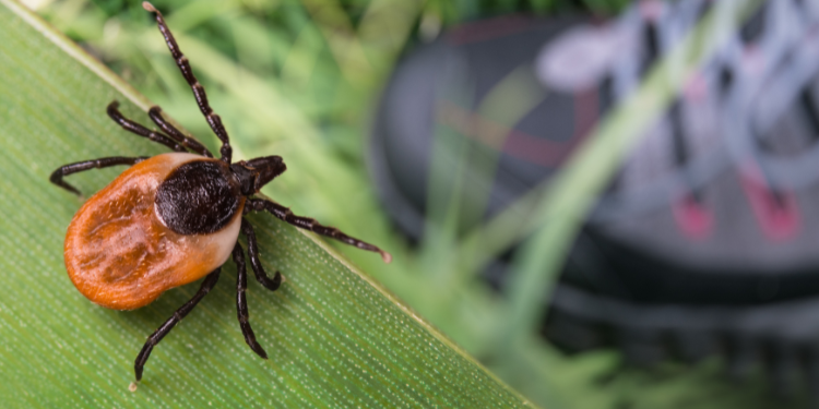 cauze encefalita, simptome encefalita, tratament encefalita, 