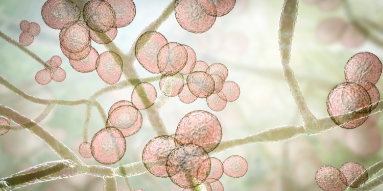 Candida auris: ce este, factori de risc, diagnostic și management