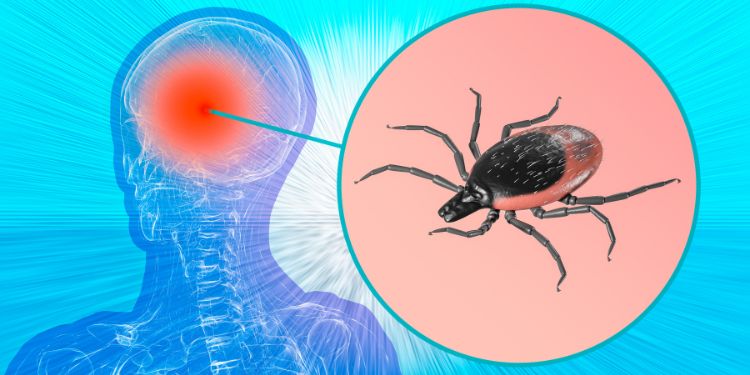 Encefalita de căpușă – cauze, simptome, diagnostic. Cum o prevenim