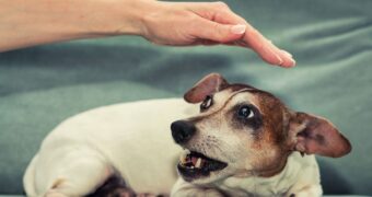 Vaccin antirabic. Beneficii. Schemă de vaccinare. Importanță