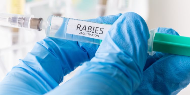 ce este rabia si cum se transmite, vaccinul antirabic beneficii, vaccinul antirabic schema de vaccinare, profilaxia dupa muscatura sau zgarietura,