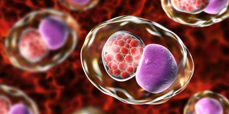 simptome infectii genitale la femei, diagnostic infectii genitale la femei, tratament infectii genitale la femei, infectia cu Chlamydia trachomatis, 